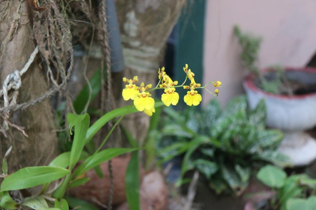 Villa No1 Bentota Bagian luar foto